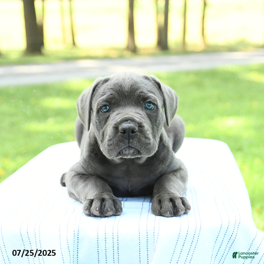 Cane Corso dogs for sale: Sparrow - Image 3