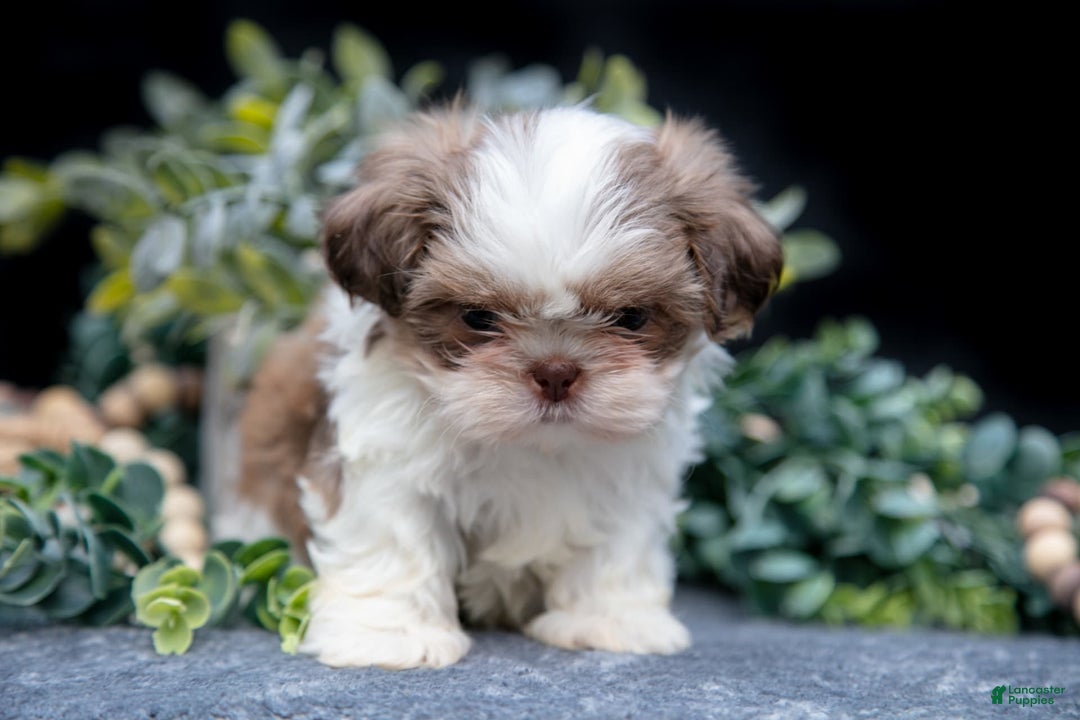 Shih Tzu dogs for sale: Clint - Image 4