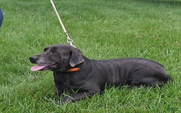 Labrador Retriever dogs for sale: Renee - Image 11