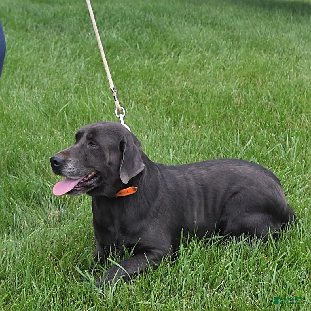 Labrador Retriever dogs for sale: Renee - Image 11
