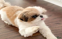 Shih Tzu dogs for sale: Shina - Image 5