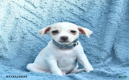 Toy Fox Terrier dogs for sale: Salty - Image 2