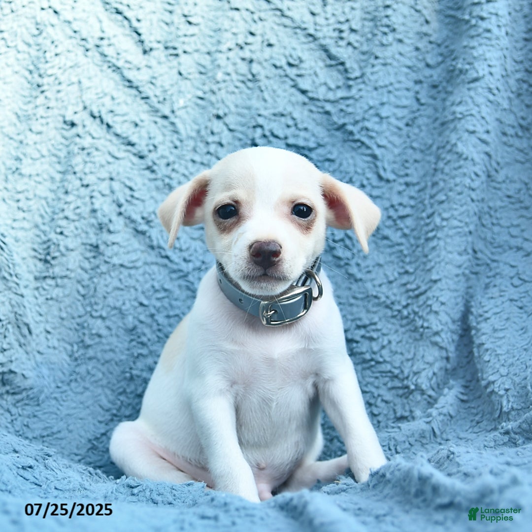 Toy Fox Terrier dogs for sale: Salty - Image 2