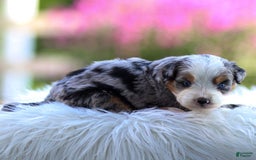 Mini Bernedoodle dogs for sale: Macy - Image 4