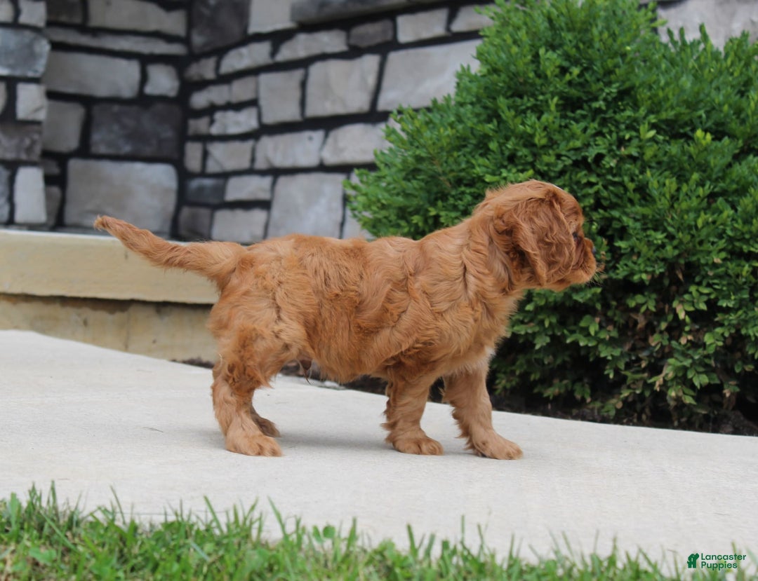 Cavalier King Charles Spaniel dogs for sale: Bentley - Image 20
