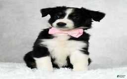 Miniature Australian Shepherd dogs for sale: Ellie - Image 7