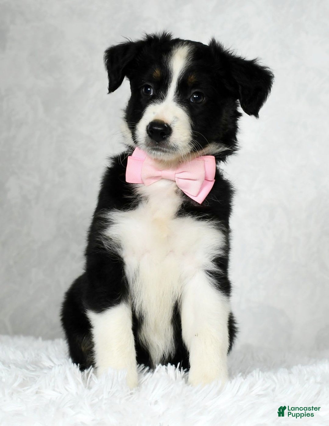 Miniature Australian Shepherd dogs for sale: Ellie - Image 7