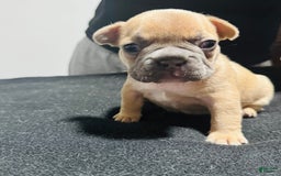 French Bulldog dogs for sale: Teseki - Image 6