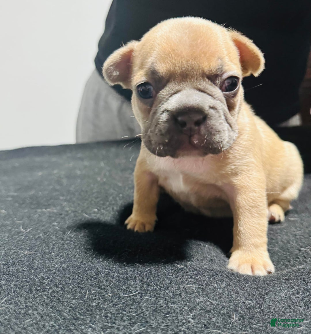French Bulldog dogs for sale: Teseki - Image 6