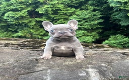 French Bulldog dogs for sale: Geoergia - Image 3