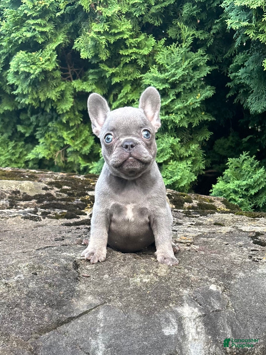 French Bulldog dogs for sale: Geoergia - Image 3