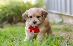 Morkie dogs for sale: Kelvin - Image 4