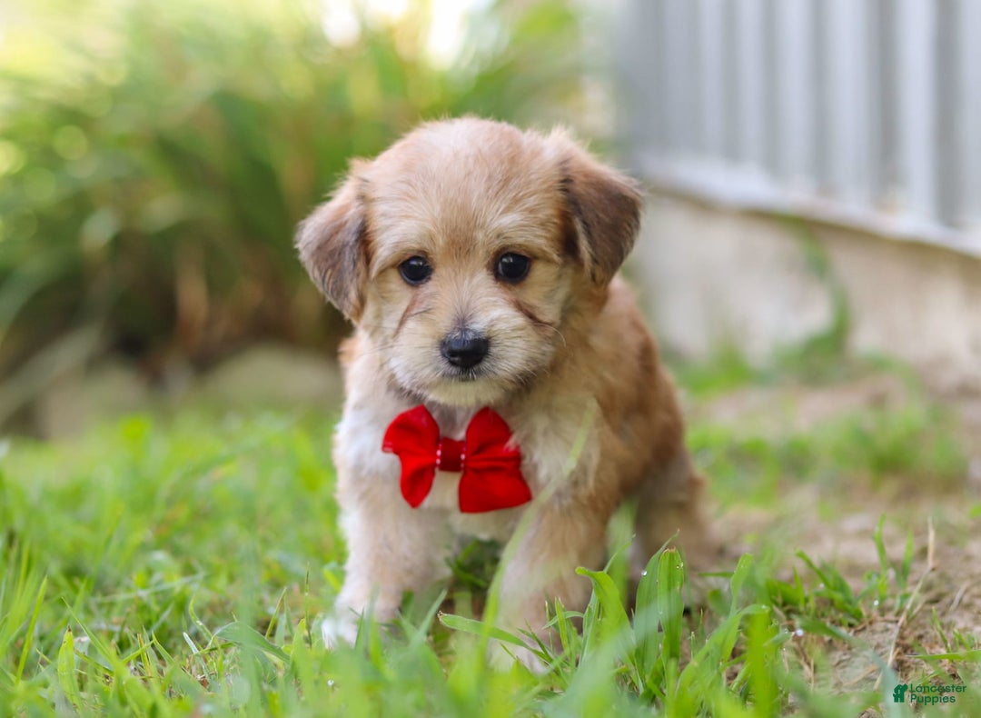 Morkie dogs for sale: Kelvin - Image 4