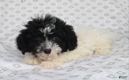 Shihpoo dogs for sale: Sailor - Image 4