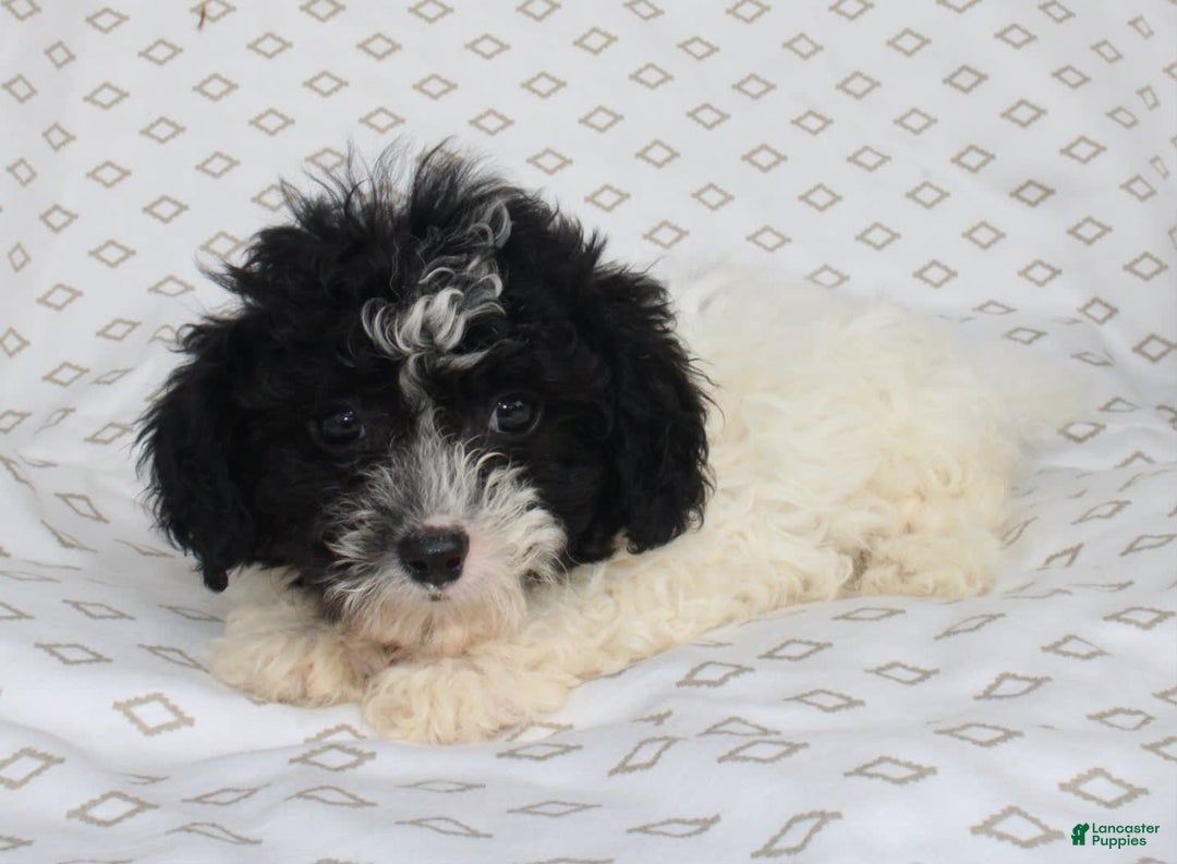 Shihpoo dogs for sale: Sailor - Image 4