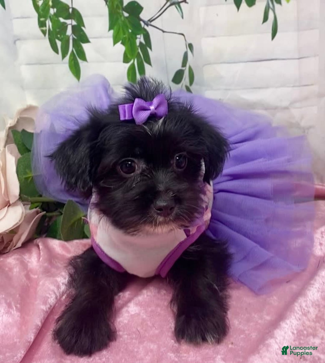Shorkie dogs for sale: Little Prada - Image 6