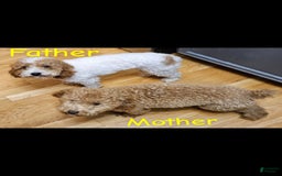 Toy Poodle dogs for sale: Teddy - Image 6