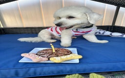 Bichpoo dogs for sale: Rocky - Image 1