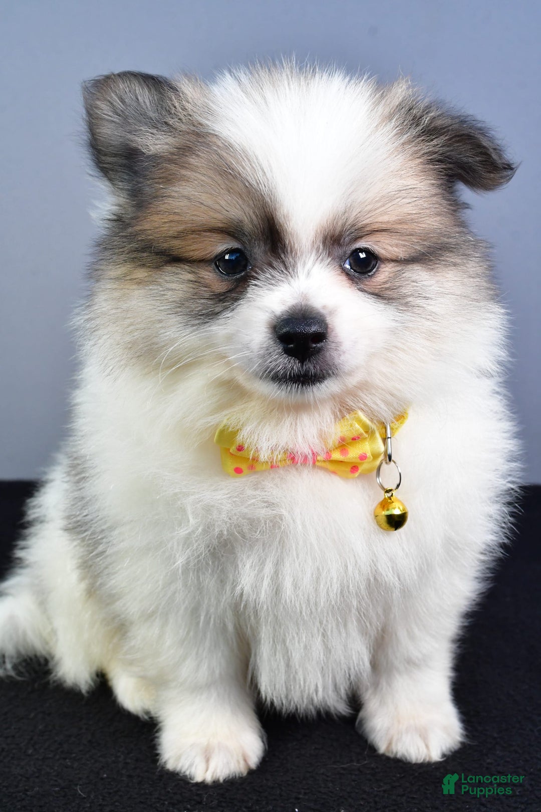 Pomeranian dogs for sale: Pomeranian 5 puppies - Image 30