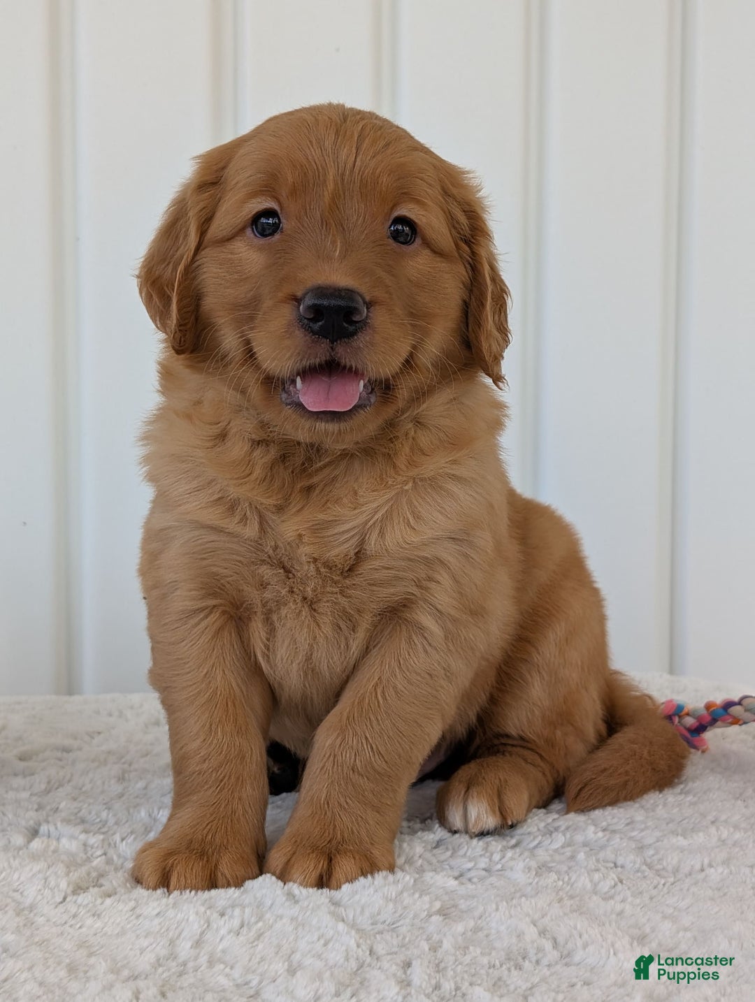 Golden Retriever dogs for sale: Parker - Image 7
