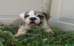 Olde English Bulldogge dogs for sale: Ginger - Image 13