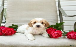 Cockapoo dogs for sale: Justin - Image 6