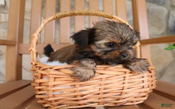 Shorkie dogs for sale: Khloe - Image 3