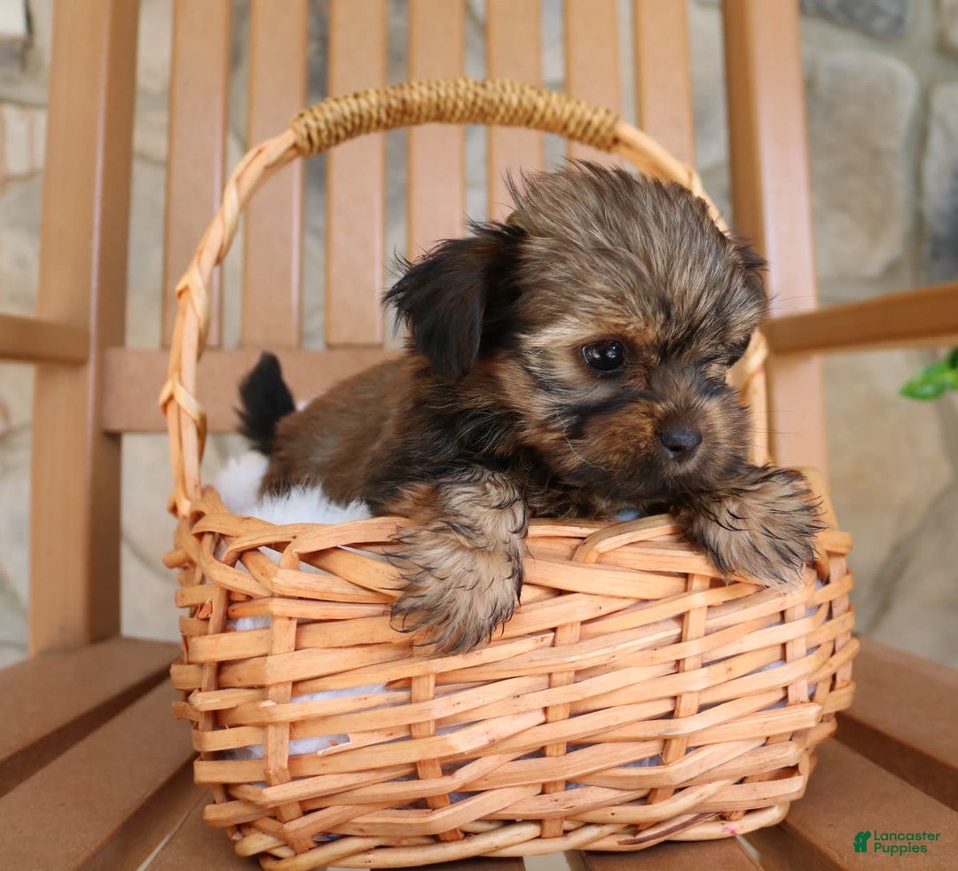 Shorkie dogs for sale: Khloe - Image 3