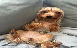 Yorkshire Terrier dogs for sale: Lola - Image 17
