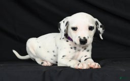 Dalmatian dogs for sale: Max - Image 7