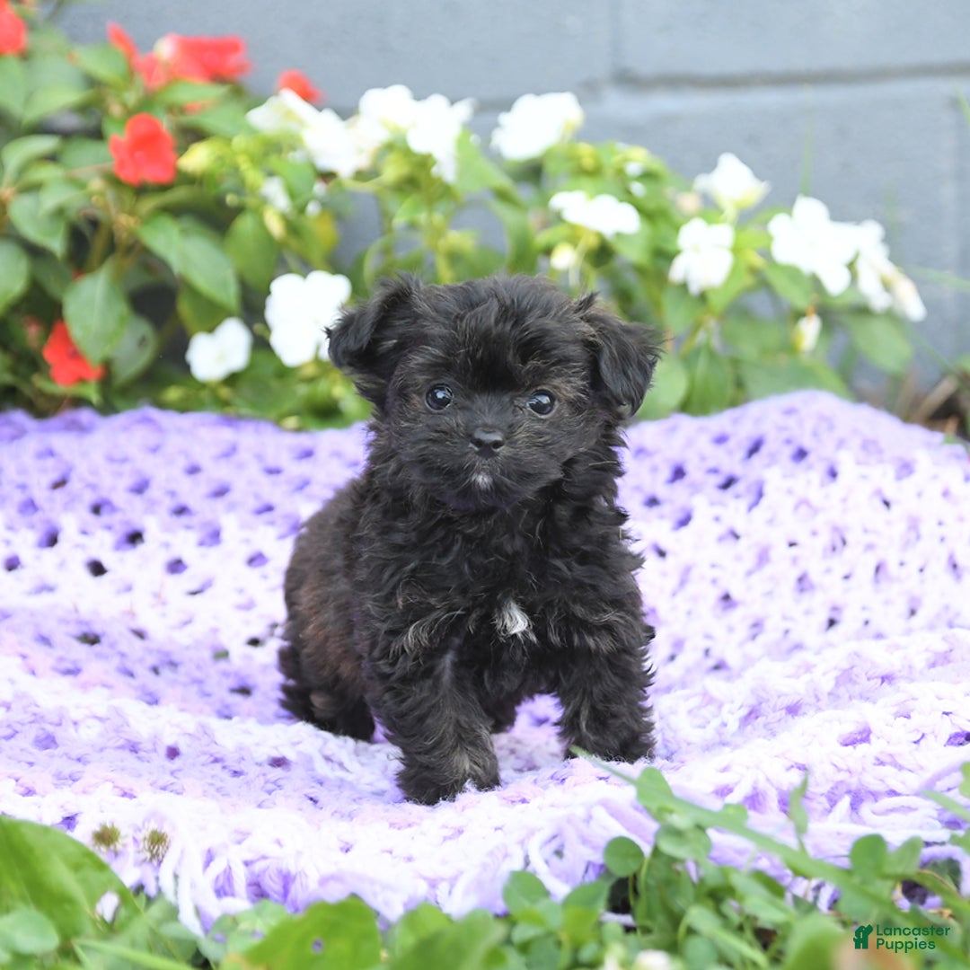 Chipoo dogs for sale: Willow - Image 2