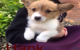 Welsh Corgi Pembroke dogs for sale: Hank - Image 10
