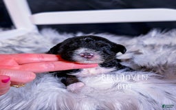 Mini Bernedoodle dogs for sale: Beethoven - Image 1