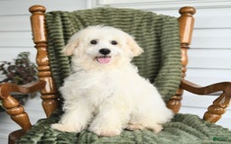 Maltipoo dogs for sale: Lucky - Image 5