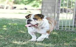 English Bulldog dogs for sale: Mary - Image 11