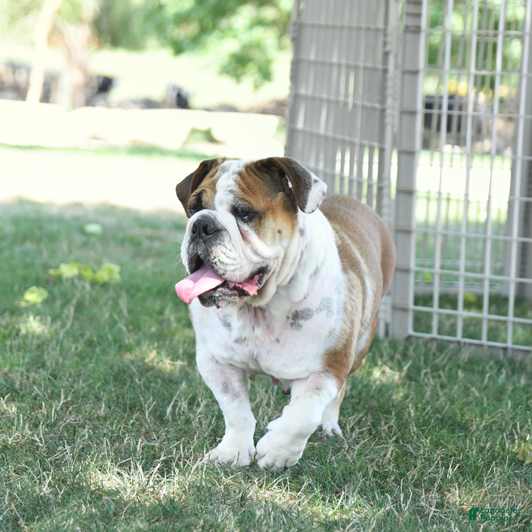 English Bulldog dogs for sale: Mary - Image 11