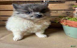 Pomeranian dogs for sale: Aaron - Image 14
