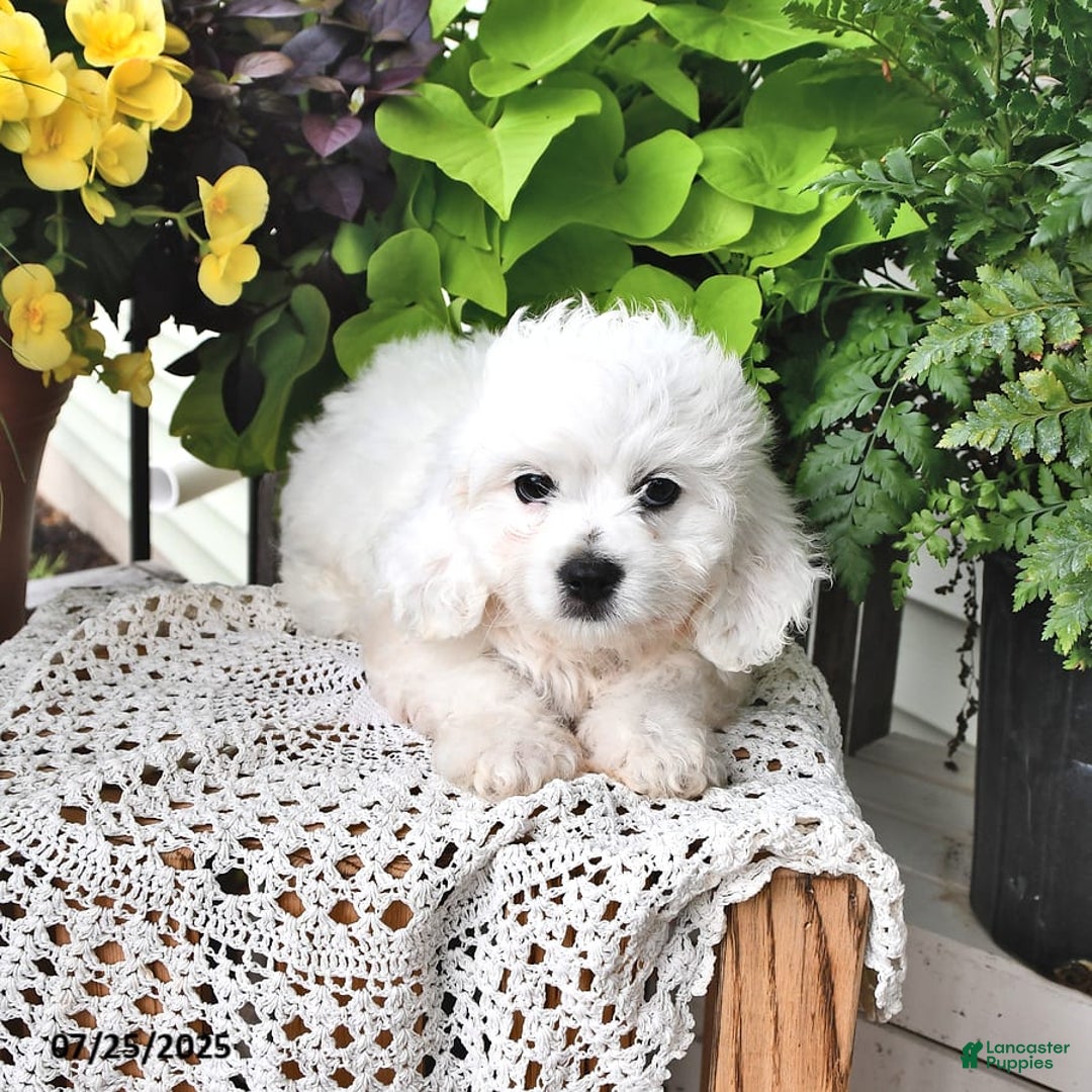 Cavachon dogs for sale: Charlie - Image 8