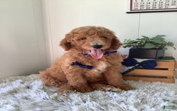 Goldendoodle dogs for sale: Kobe F2b - Image 6