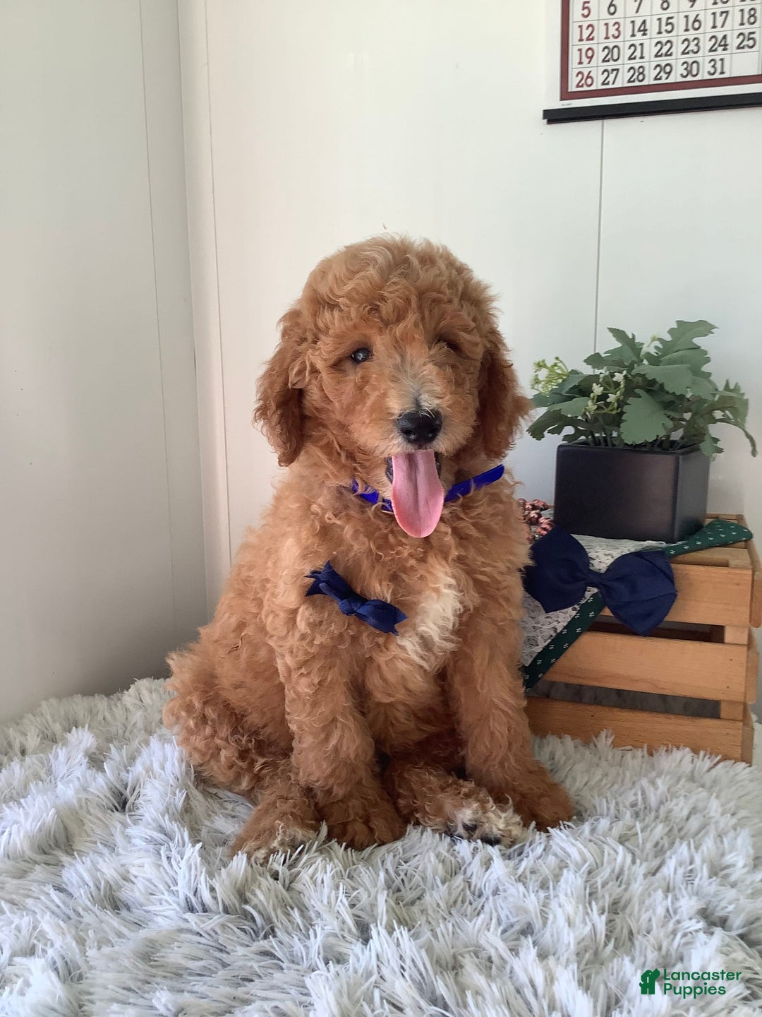 Goldendoodle dogs for sale: Kobe F2b - Image 6