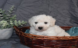 Bichon Frise dogs for sale: Darius - Image 2