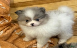 Pomeranian dogs for sale: Akc Madison - Listing for pets: Akc Madison - Image 1