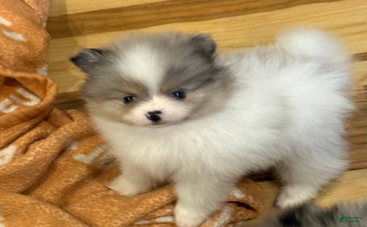 Pomeranian dogs - Advert 15