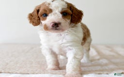Mini Goldendoodle dogs for sale: Dixie - Image 6