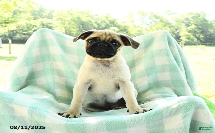 Pug dogs for sale - Ad 1