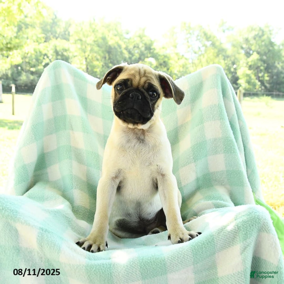 Pug dogs for sale: Nugget - Image 1
