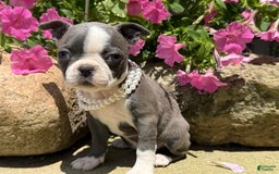 Boston Terrier dogs for sale: Tuffy - Image 9