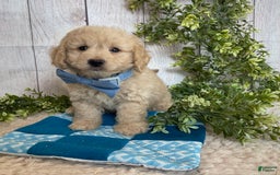 Doxiepoo dogs for sale: Darrin - Image 11