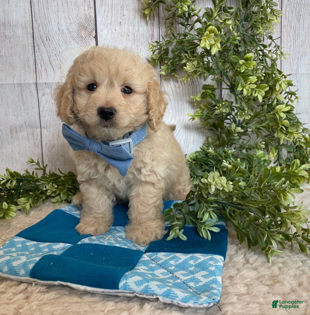 Doxiepoo dogs for sale: Darrin - Image 11