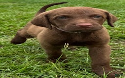 Chesapeake Bay Retriever dogs for sale: Female Purple Collar - Image 9